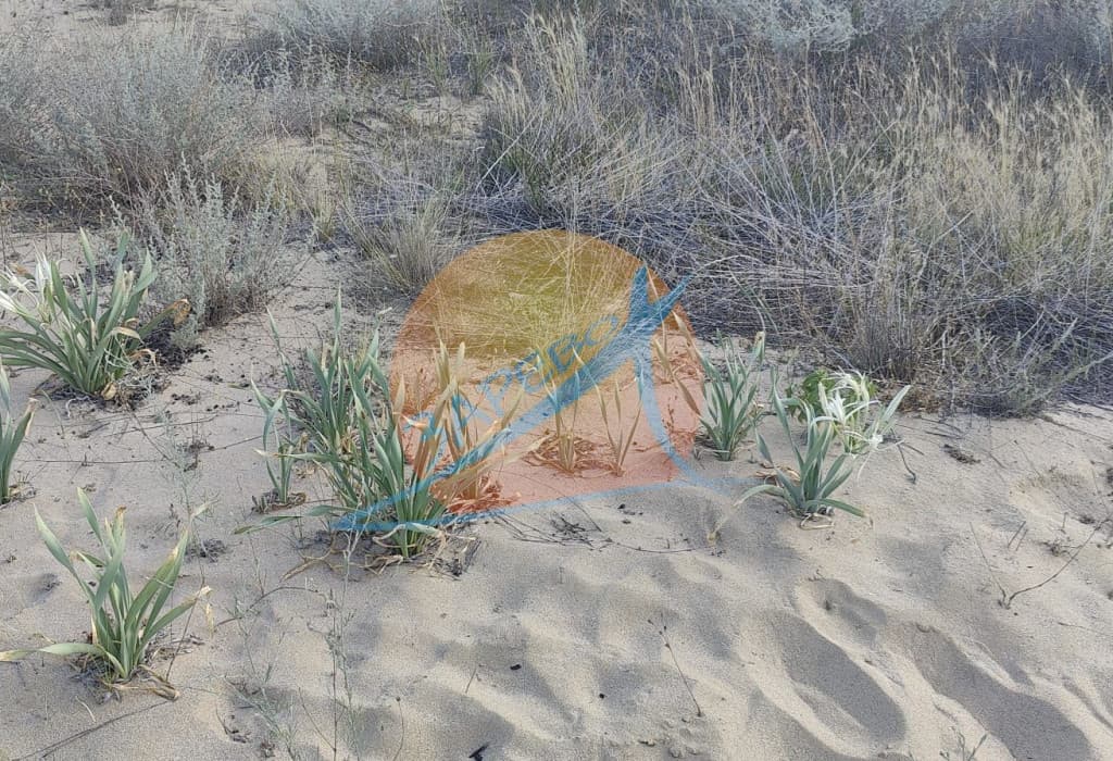 Созопол, Грийн лайф, обзаведено студио с голяма веранда, готови документи!